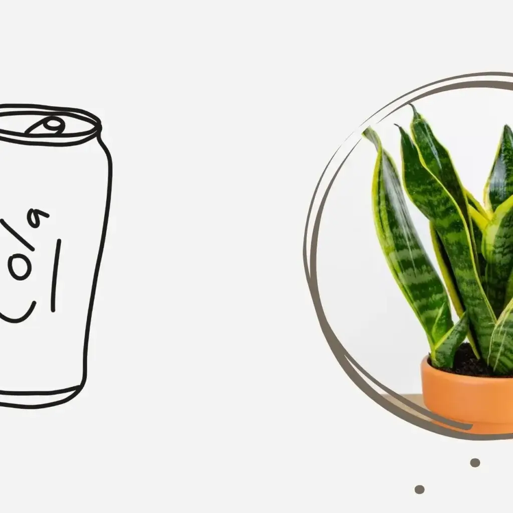 Snake plant being harmed by Coca-Cola watering