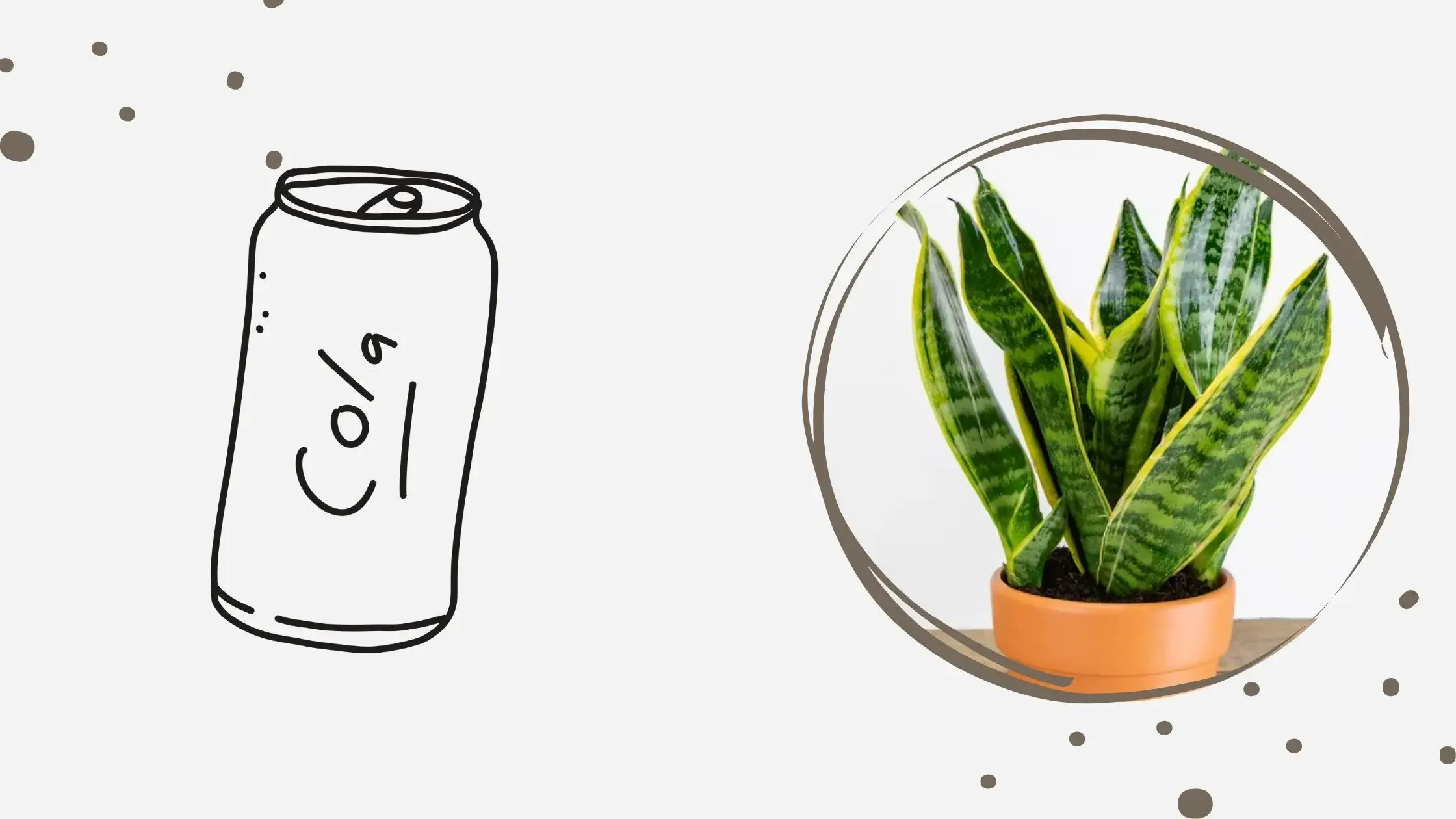 Snake plant being harmed by Coca-Cola watering
